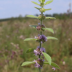 Mentha arvensis - Acker-Minze