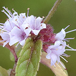Mentha arvensis - Acker-Minze