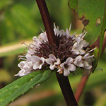 Mentha ×gracilis - Edel-Minze