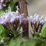 Mentha ×gracilis - Edel-Minze