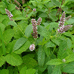 Mentha longifolia - Ross-Minze