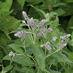 Mentha longifolia - Ross-Minze