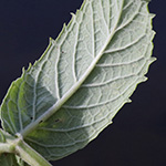 Mentha longifolia - Ross-Minze