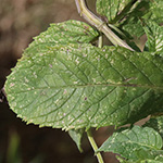 Mentha longifolia - Ross-Minze
