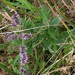 Mentha longifolia - Ross-Minze