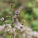 Mentha ×smithiana - Rote Minze