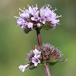 Mentha ×smithiana - Rote Minze