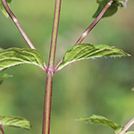 Mentha ×smithiana - Rote Minze