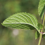 Mentha ×smithiana - Rote Minze