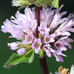 Mentha ×smithiana - Rote Minze