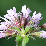 Mentha ×smithiana - Rote Minze