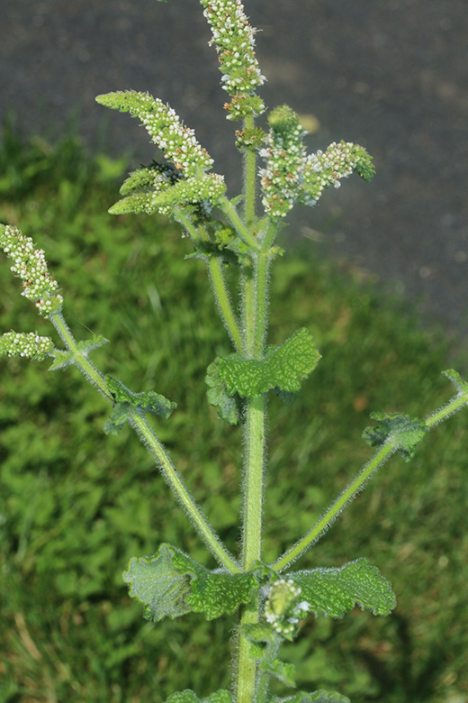 Mentha suaveolens