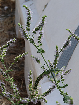 Mentha suaveolens