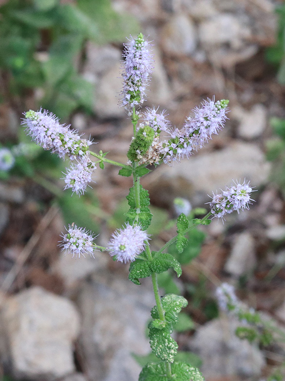Mentha suaveolens