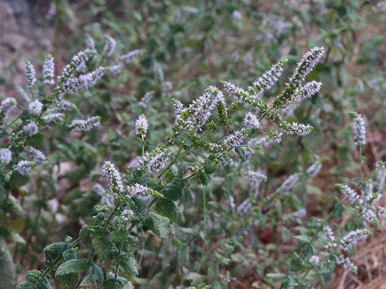 Mentha suaveolens