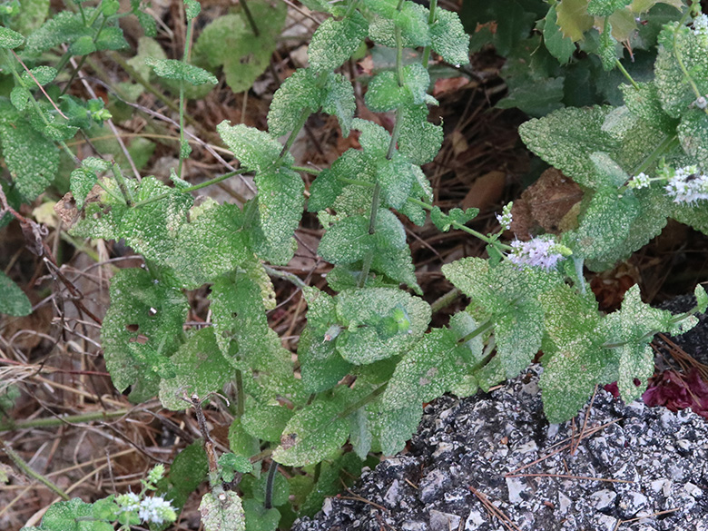 Mentha suaveolens