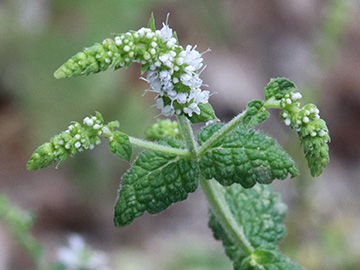 Mentha suaveolens