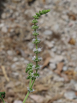 Mentha suaveolens