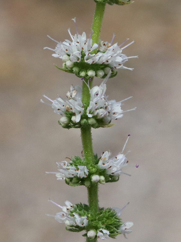 Mentha suaveolens