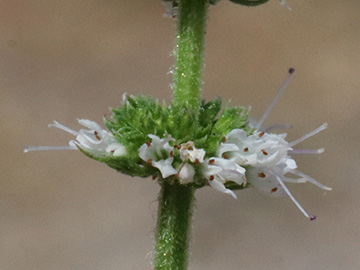 Mentha suaveolens