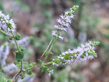Mentha suaveolens