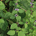 Mentha ×verticillata - Quirl-Minze