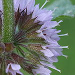 Mentha ×verticillata - Quirl-Minze