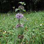 Mentha ×verticillata - Quirl-Minze