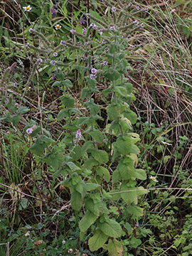 Mentha villosa