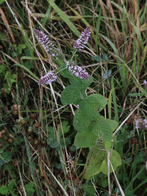 Mentha villosa