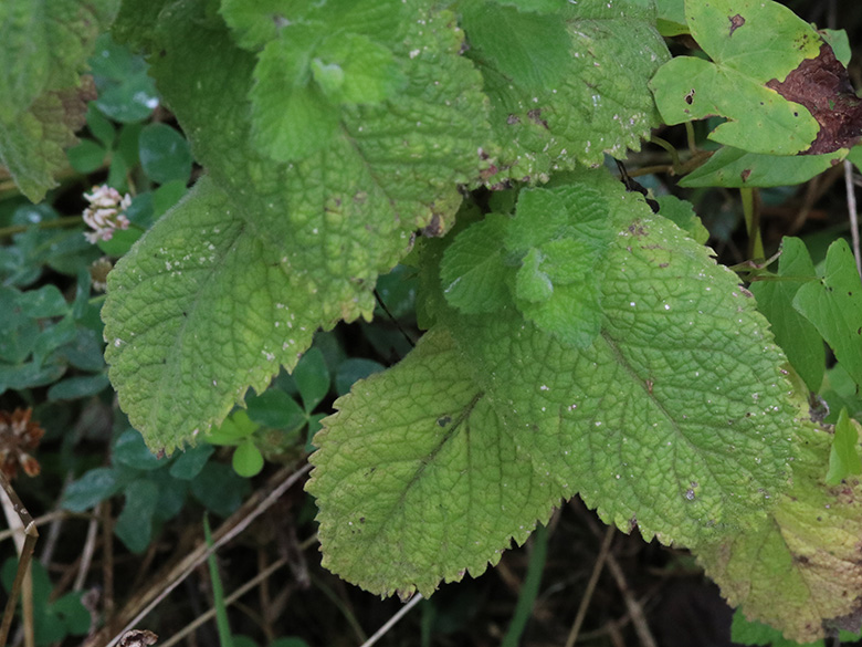 Mentha villosa
