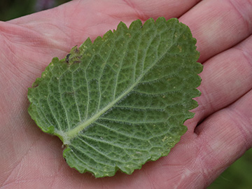 Mentha villosa