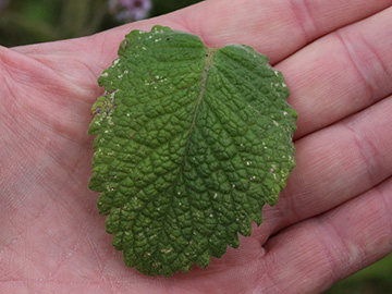 Mentha villosa