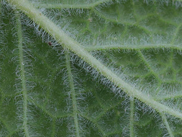Mentha villosa