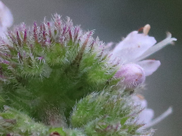 Mentha villosa