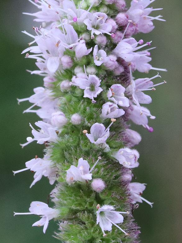 Mentha villosa