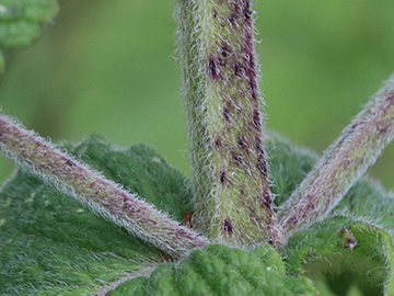 Mentha villosa