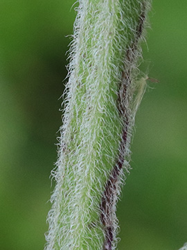 Mentha villosa