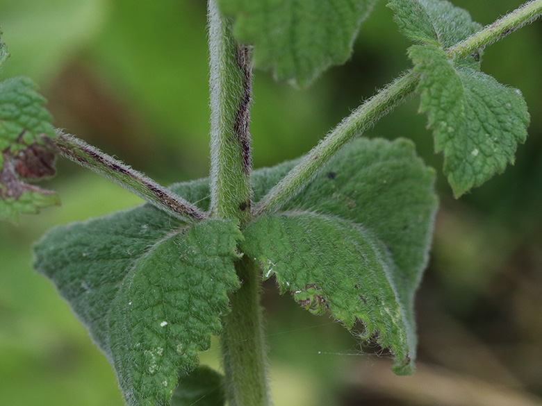 Mentha villosa