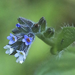 Myosotis dubia - Verkanntes Vergissmeinnicht