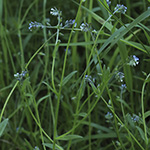 Myosotis dubia - Verkanntes Vergissmeinnicht