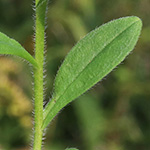 Myosotis dubia - Verkanntes Vergissmeinnicht