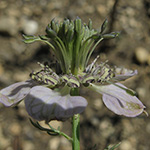 Nigella arvensis - Acker-Schwarzkümmel