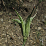 Nigella arvensis - Acker-Schwarzkümmel