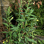 Oenothera canovirens - Graugrüne Nachtkerze
