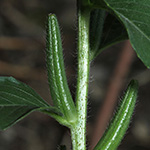 Oenothera canovirens - Graugrüne Nachtkerze