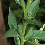 Oenothera canovirens - Graugrüne Nachtkerze