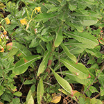 Oenothera deflexa - Abgebogene Nachtkerze