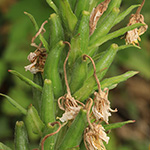 Oenothera deflexa - Abgebogene Nachtkerze