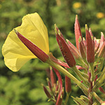 Oenothera glazioviana - Rotkelchige Nachtkerze